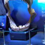 ヒメ日記 2025/03/29 10:52 投稿 谷口 鶯うぐ