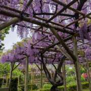 ヒメ日記 2025/04/24 15:52 投稿 谷口 鶯うぐ