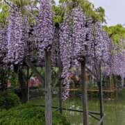 ヒメ日記 2025/05/03 08:02 投稿 谷口 鶯うぐ