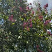 ヒメ日記 2025/08/09 13:20 投稿 エル 谷町人妻ゴールデン倶楽部