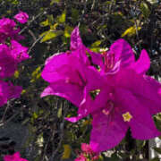 エル エル日記 谷町人妻ゴールデン倶楽部