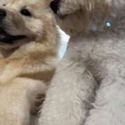 ヒメ日記 2025/12/26 22:30 投稿 エル 谷町人妻ゴールデン倶楽部