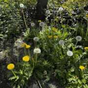 エル エル日記 谷町人妻ゴールデン倶楽部