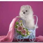 ヒメ日記 2025/04/12 12:48 投稿 あいか イエスグループ熊本　Kawaii（カワイイ）