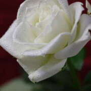 ヒメ日記 2025/04/14 14:45 投稿 あすか 熟女の風俗最終章 本厚木店