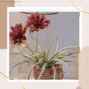 ヒメ日記 2025/05/02 15:30 投稿 あすか 熟女の風俗最終章 本厚木店