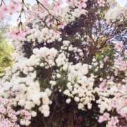 ヒメ日記 2025/06/04 16:59 投稿 あすか 熟女の風俗最終章 本厚木店