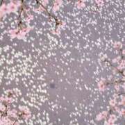 ヒメ日記 2026/03/18 15:41 投稿 あすか 熟女の風俗最終章 本厚木店