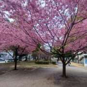 ヒメ日記 2025/03/14 12:29 投稿 つぼみ 丸妻 横浜本店