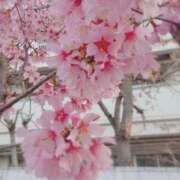 ヒメ日記 2026/03/02 11:37 投稿 つぼみ 丸妻 横浜本店