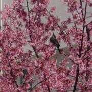 ヒメ日記 2026/03/09 11:17 投稿 つぼみ 丸妻 横浜本店