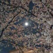 ヒメ日記 2026/04/01 08:25 投稿 つぼみ 丸妻 横浜本店