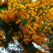 ヒメ日記 2025/03/12 10:06 投稿 北沢(きたざわ) Ageha（あげは）