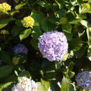 ヒメ日記 2025/06/06 10:11 投稿 北沢(きたざわ) Ageha（あげは）