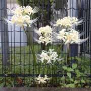 ヒメ日記 2025/10/01 10:12 投稿 北沢(きたざわ) Ageha（あげは）