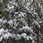 ヒメ日記 2026/02/08 09:55 投稿 北沢(きたざわ) Ageha（あげは）