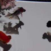 ヒメ日記 2025/04/05 07:11 投稿 あさか 熟女の風俗最終章 宇都宮店