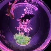 ヒメ日記 2025/05/20 09:02 投稿 あさか 熟女の風俗最終章 宇都宮店