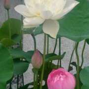 ヒメ日記 2025/07/09 08:41 投稿 あさか 熟女の風俗最終章 宇都宮店