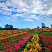 ヒメ日記 2025/09/08 09:21 投稿 あさか 熟女の風俗最終章 宇都宮店