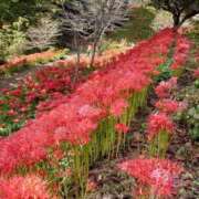 ヒメ日記 2025/09/20 08:31 投稿 あさか 熟女の風俗最終章 宇都宮店