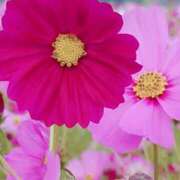 ヒメ日記 2025/10/10 06:21 投稿 あさか 熟女の風俗最終章 宇都宮店