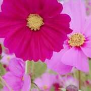 ヒメ日記 2025/11/24 23:02 投稿 あさか 熟女の風俗最終章 宇都宮店