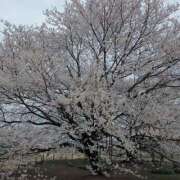 ヒメ日記 2026/03/25 23:32 投稿 あさか 熟女の風俗最終章 宇都宮店