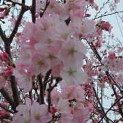 ヒメ日記 2026/03/28 12:21 投稿 あさか 熟女の風俗最終章 宇都宮店