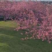 ヒメ日記 2026/04/15 06:41 投稿 あさか 熟女の風俗最終章 宇都宮店