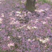 ヒメ日記 2026/04/27 00:51 投稿 あさか 熟女の風俗最終章 宇都宮店