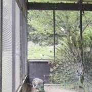 ヒメ日記 2026/05/08 06:21 投稿 あさか 熟女の風俗最終章 宇都宮店