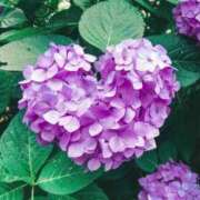 ヒメ日記 2026/06/09 18:15 投稿 あさか 熟女の風俗最終章 宇都宮店