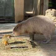 木村 今日は10時から出勤です！ 熟女の風俗最終章 新横浜店
