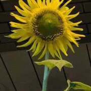 ヒメ日記 2025/08/19 23:08 投稿 りえこ おふくろさんYO!!大和店