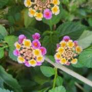 ヒメ日記 2025/10/21 21:28 投稿 りえこ おふくろさんYO!!大和店