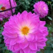 ヒメ日記 2025/10/30 10:48 投稿 りえこ おふくろさんYO!!大和店