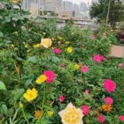 ヒメ日記 2025/10/31 21:18 投稿 りえこ おふくろさんYO!!大和店