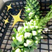 ヒメ日記 2026/03/24 15:08 投稿 りえこ おふくろさんYO!!大和店