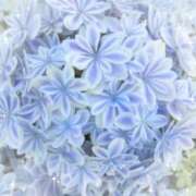 ヒメ日記 2025/05/14 09:44 投稿 沢村みなみ 川崎南町 素敵な奥様（川崎ハレ系）