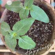 ヒメ日記 2025/07/10 09:19 投稿 沢村みなみ 川崎南町 素敵な奥様（川崎ハレ系）