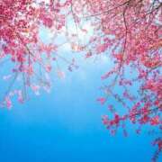 ヒメ日記 2025/04/09 07:58 投稿 みれい 奥鉄オクテツ東京店（デリヘル市場）