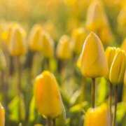 ヒメ日記 2025/04/11 05:48 投稿 みれい 奥鉄オクテツ東京店（デリヘル市場）