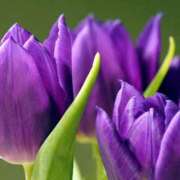 ヒメ日記 2025/04/20 17:30 投稿 みれい 奥鉄オクテツ東京店（デリヘル市場）