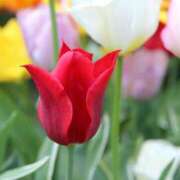 ヒメ日記 2025/04/30 07:36 投稿 みれい 奥鉄オクテツ東京店（デリヘル市場）