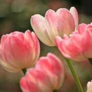 ヒメ日記 2025/05/07 05:50 投稿 みれい 奥鉄オクテツ東京店（デリヘル市場）