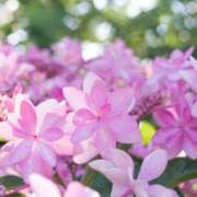 ヒメ日記 2025/05/27 04:57 投稿 みれい 奥鉄オクテツ東京店（デリヘル市場）