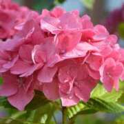 ヒメ日記 2025/06/04 05:22 投稿 みれい 奥鉄オクテツ東京店（デリヘル市場）