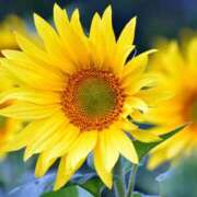 ヒメ日記 2025/08/19 09:30 投稿 みれい 奥鉄オクテツ東京店（デリヘル市場）