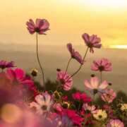 ヒメ日記 2025/09/04 06:47 投稿 みれい 奥鉄オクテツ東京店（デリヘル市場）